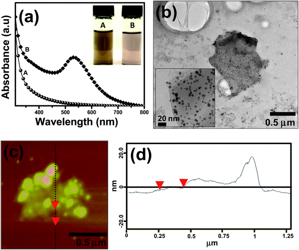 (a) UV-vis spectrum of the AUA functionalized graphene sheet (trace A) and that of the gold-graphene nanocomposite (trace B) solutions. Inset of Fig. 4a shows the photograph of (A) functionalized graphene solution and that of (B) the gold-AUA graphene composite in DMF. (b) TEM image and (c) the AFM image with (d) the cross sectional analysis of the gold-graphene nanocomposite sheets.
