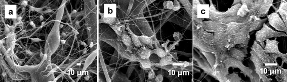 
          SEM Images of HEK 293 cells growing on PSi/PCL scaffolds as a function of time. (a) At day three, cells attached on the surface of the fibers with spherical or spindle morphology at a low density. (b) At day 10, cells elongated to a typical spindle-like morphology and began to interact with one another by contacting other cells. (c) At day 18, cells proliferated, migrated, and became cell layers on the surface of the scaffolds. ECM has been formed.