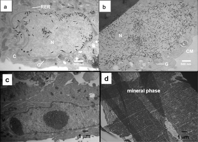 Morphology of mouse stromal cells at the ultrastructural level. (a) Cells cultured with PSi/PCL fibers in differentiation medium at week 1. Needle-like crystals were found in the cell nucleus. N: nucleus, C: cytoplasm, G: Golgi apparatus, RER: rough endoplasmic reticulum. (b) Cells cultured with PSi/PCL fibers in differentiation medium at week 1. Needle-like structures were also found in the cell cytoplasm. N: nucleus, G: Golgi apparatus, CM: cell membrane. (c) Mouse stromal cells cultured with PCL scaffold in presence of differentiation medium at week 1 as control. no crystals were observed inside or outside of the cells. (d) Mouse stromal cells cultured with PSi/PCL scaffold in presence of differentiation medium at week 2. Well organized crystals were found outside of the cells.