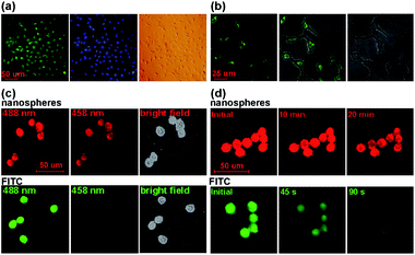 (a) Dual-color cellular imaging photos. The HEK293 cells are distinctively labeled by the bioconjugates (left: green) and Hoechst (middle: blue); right: bright field image. (b) The bioconjugates fluorescently label the cells incubated with monoclonal mouse anti-actin antibody. Left: 488 nm excitation; middle: superposition of fluorescence and transillumination images; and right: bright field image. (c) Comparison of fluorescent signals of HEK293T cells imaging with the nanospheres (top) and FITC (bottom) excited by different wavelengths. (d) Temporal evolution of fluorescence of the HEK293T cells labeled with the as-prepared nanospheres (top) and FITC (bottom). The nanospheres and FITC were both excited at 488 nm by argon laser with 8 μs dwell time and ∼15 mW power. (Parts (a) and (b) reprinted with permission from ref. 12, © 2009 American Chemical Society; parts (c) and (d) reprinted with permission from ref. 13, © 2009 Wiley.)