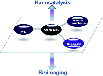 SS SiNPs with unique PL, biocompatibility, and active surface properties have great potential applications in bioimaging and nanocatalysis.