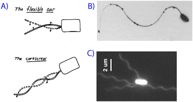 Microorganisms swimming at low Reynolds number. (A) Purcell's schematic of different types of swimming motion,1 along with (B) a scanning electron micrograph of a spermatozoa2 and (C) a fluorescence image of bacterial flagella.4 Reprinted with permission from references 1, 2 and 4.
