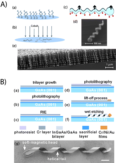 Fabrication details for screw-like and helical structures. (A) Micron sized propellers63 are made by the evaporation scheme “GLAD”. The steps consist of (a) glancing angle deposition and (b) evaporation of a ferromagnetic material. (c) Schematic of the nanopropeller, where the fluorescent molecules attached to the silica surface have been indicated. SEM pictures of the (d) individual propeller and (e) nanostructured thin film have been shown (B) Helices of approximate 50 μm length are fabricated with a self-scrolling technique62 based on (a) trilayer growth, (b) photolithography, (c) reactive ion etch, (d) photolithography, (e) lift-off and (f) wet etching processes. (g) SEM picture of the self-scrolled helix (scale bar is 4 μm). Reprinted with permission from references 62 and 63.