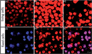 (a–c) Confocal images of living KB cells exposed to PNIPAM–NBs loaded with DOXO. Images were acquired after 2 (a), 7 (b) and 15 h (c) incubation time. (d–f) Confocal images of fixed cells treated with PNIPAM–NBs. The DAPI stains in blue the nuclei, while the red signal visualizes the DOXO (e) and the merged channel (f) allows the better visualization of dead cells, the violet spots.