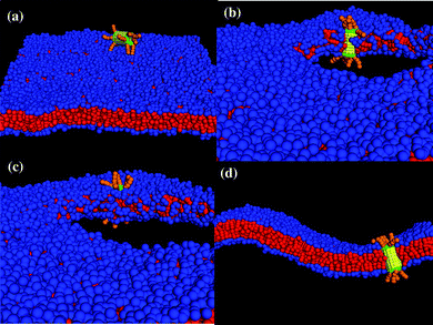 Interaction between the nanotube decorated with tethers at both ends. (a) The nanotube remains in solution and does not self-assemble into membrane until a stable pore is created in the membrane. The nanotube (b) interacts with the bilayer at the pore edge, (c) gets inserted in the membrane and (d) remains in the membrane after the tension is released to close the pore (cross-section of the nanotube in membrane).