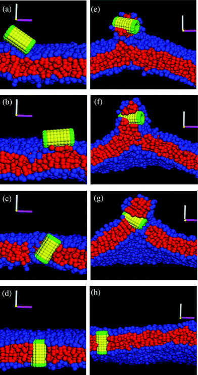 (a–d) Snapshots of the interaction between the nanotube and the tensionless (A0 = 1.28) membrane. The corresponding simulation times calculated from the moment of capture are: t = 0, t = 450, t = 1160, and t = 1230 in a–d, respectively. (e–h) Snapshots of the interaction between the nanotube and the membrane with a negative tension (A0 = 1.21). The corresponding simulation times calculated from the moment of capture are: t = 480, t = 600, t = 720, and t = 880 in e–h, respectively.