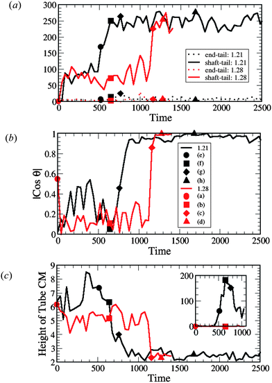 Measurements of (a) the interaction count, (b) the nanotube orientation θ with respect to the z-axis (see Fig. 5(a)) and (c) the height of the nanotube center of mass (CM) from the lower monolayer–solvent interface for membranes, as shown in Fig. 5(b). The inset in (c) shows the number of lipid tail and head beads above the nanotube CM (see Fig. 5(c)). The data points labeled by the solid symbols in each graph (and by (a)–(h) in (b)) correspond to the configuration snapshots in Fig. 2. In (a)–(c) the red lines correspond to the tensionless membrane (A0 = 1.28) and black lines correspond to the membrane with the negative tension (A0 = 1.21).