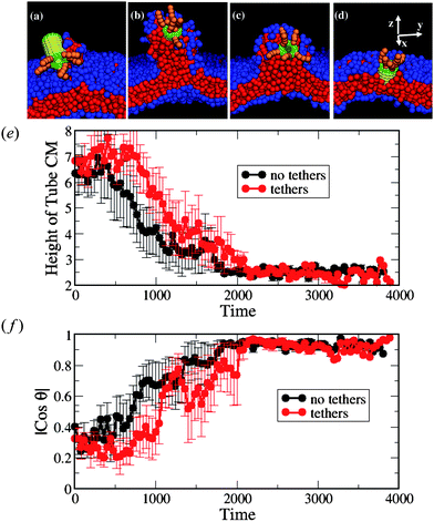 (a–d) Snapshots of the interaction between the nanotube decorated with tethers at one end and the membrane with small negative tension (A0 = 1.21). The corresponding simulation times calculated from the moment of capture are: t = 120, t = 400, t = 920, and t = 1120 in a–d, respectively. (e) The height of the nanotube CM from the lower monolayer–solvent interface and (f) the orientation of the nanotubeθ with respect to the z-axis. In (e) and (f), the black lines correspond to the bare nanotubes (as in the case shown in Fig. 2e–h) and the red lines correspond to nanotube decorated with tethers. We have used six independent runs for each nanotube design.