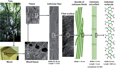 Hierarchical structure of wood biomass and the characteristics of cellulose microfibrils.