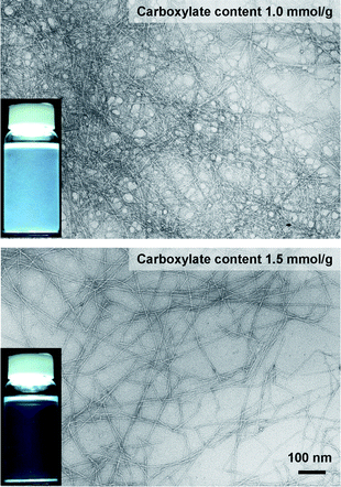 
          TEM images of dried dispersions of TEMPO-oxidized hardwood celluloses with carboxylate contents of 1.0 and 1.5 mmol g−1, observed by negative staining with uranyl acetate. The insets show the corresponding aqueous dispersions.27Reproduction of images from ref. 27 with permission from American Chemical Society (© American Chemical Society 2007).