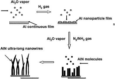 Schematic illustration of the growth process for ultra-long AlN nanowires.