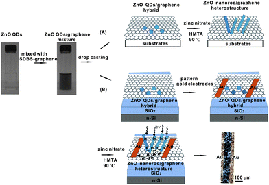 Schemes for facile synthesis of ZnO nanorod/graphene heterostructures from solution processable ZnO QD/graphene hybrid (A) on various substrates and (B) on SiO2/n–Si substrate for thin film optoelectronic devices. Upon irradiation with ultraviolet photons, photogenerated electrons will be transported from ZnO nanorods to graphene and further transported to electrodes by graphene with high efficiency. Therefore the ZnO nanorod/graphene heterostructure here can work as a prototype ultraviolet sensor.