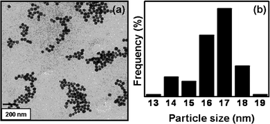 
          TEM image of sophorolipid-conjugated gold nanoparticles, (a) at t = zero months and (b) particle size distribution of the same.