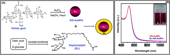 
          (A) Schematic diagram showing synthesis of gellan gum reduced gold nanoparticles and sophorolipid-conjugated gellan gum reduced gold nanoparticles(B)UV/Vis absorption spectra of sophorolipid-conjugated gold nanoparticles [inset (a) gellan gum reduced gold nanoparticles and (b) sophorolipid-conjugated gellan gum gold nanoparticles].