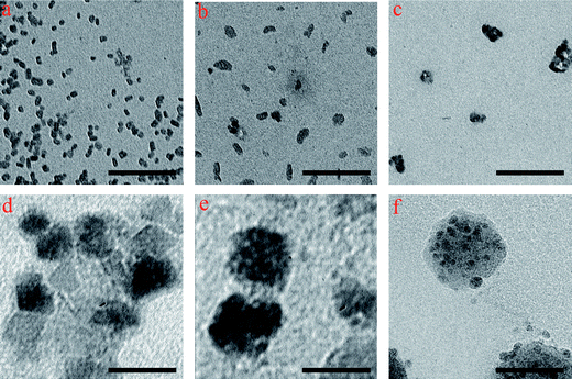 TEM images of (a) the bare SPIONs, and magnetite CNCs obtained from the solutions with the molarity of (b) 1, (c) 2, (d) 3, and (e) 4 in the presence of PVA; (f) TEM image of the crosslinked-PEGF coated CNCs prepared from the solution with the molarity of 4. The scale bar is 50 nm.