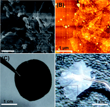 
            SEM (A) and AFM (B) images of silica sheets obtained by calcining GO–SiO2. Photographs of GO–SiO2 paper (C) and the corresponding silica sheet paper (D) from burned GO–SiO2.