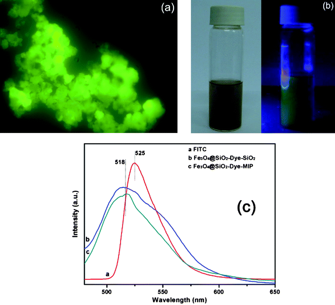 A fluorescence microscopy image of Fe3O4@SiO2-Dye-MIP microspheres (a). The images of Fe3O4@SiO2-Dye-MIP under normal light (left) and UV light (right) (b). Fluorescence emission spectra of FITC, Fe3O4@SiO2-Dye-SiO2 and Fe3O4@SiO2-Dye-MIP (c).