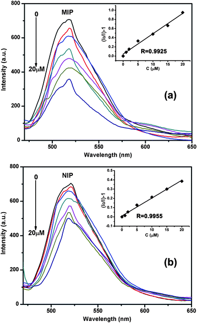 The fluorescence spectra of MIP-beads in different concentrations of E2. The inset is the linear relationship between the quenching efficiency (1 − I/I0) and E2 concentration in the range of 0–20 μM (a). The fluorescence spectra of NIP-beads in different concentrations of E2. The inset is the linear relationship between the quenching efficiency and E2 concentration in the range of 0–20 μM (b). Concentration: 0 μM, 1 μM, 2 μM, 5 μM, 10 μM, 15 μM, and 20 μM.