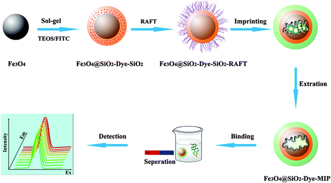 Synthesis route of core-shell FITC-labelled magnetic MIP beads and their application for separation and recognition of EDCs.