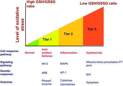 Hierarchical oxidative stress model explains cellular events occurring sequentially as the level of oxidative stress increases. A mild oxidative stress activates the protective antioxidant machinery in an attempt to restore the redox equilibrium (Tier 1). Higher levels of oxidative stress activate MAPK and Nf-κB cascade of molecular events leading to pro-inflammatory responses (Tier 2). Oxidative stress beyond the tolerable limit of cells triggers cell death pathways often manifested as increased cytosolic Ca2+ level, lowering of mitochondrial membrane potential, opening of mitochondrial permeability transition and cell membrane damage (Tier 3).