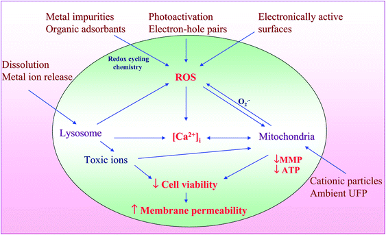 Hazardous nanomaterial properties leading to ROS generation and induction of integrated events in cytotoxicity pathway. Nanomaterials induce ROS production as a direct consequence of specific material properties or as a consequence of triggering cellular injury responses leading to oxidant radical generation. ROS production could trigger a range of oxidative stress effects as outlined in the hierarchical oxidative stress model. The induction of cellular toxicity at the highest level of oxidative stress involves a number of interrelated cellular responses that include intracellular Ca2+ release and mitochondrial perturbation leading to cell death with accompanying changes in cell membrane integrity and nuclear PI uptake. Figure reproduced from ref. 116 with permission.