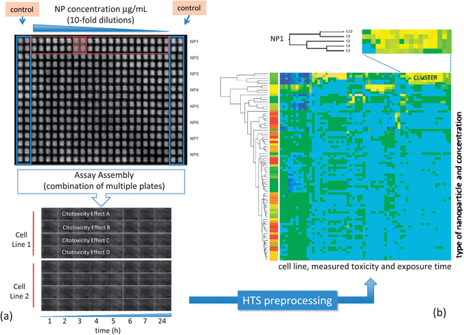 (a) Setup information for a HTS cytotoxicity assay showing plate arrangement. (b) Clustered heat-map corresponding to this data, blue colors indicate no activity, while yellow indicates toxic activity. Visual inspection identifies clusters of biologically active nanoparticles.