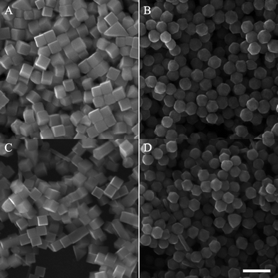 
            SEM images of the Pd nanocrystals obtained (A, C) in the absence of KSCN at 40 and 80 °C, respectively; (B, D) in the presence of 1 µM KSCN at 40 and 80 °C, respectively. Scale bars: 200 nm.