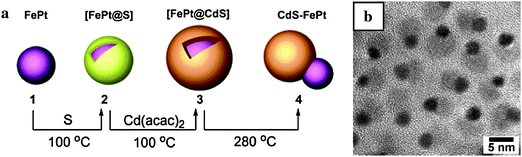 Synthesis of CdS–FePt dumbbells (ref. 80).