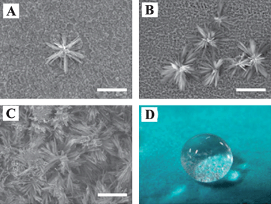 
            Scanning electron microscope (SEM) images of superhydrophobic surfaces constructed on copper wafer by the electrodeposition process. The reaction times are (A) 1, (B) 2.3, and (C) 3 h. (D) Digital photograph of 12 μL water droplet on superhydrophobic copper surface. The bars represent 50 μm.32