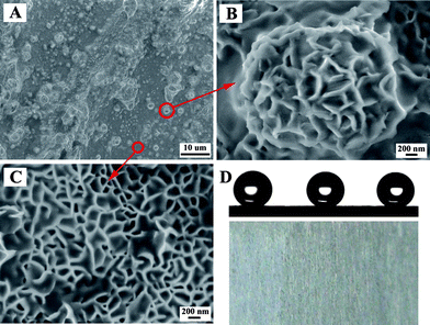 (A) Low-resolution SEM image of the superhydrophobic Mg–Li alloy surfaces. (B) High-resolution SEM image of a single microsized protrusion with the peony-like structure. (C) High-resolution SEM image of the non-protruding section on the alloy surface. (D) Digital photographs of superhydrophobic Mg–Li alloys after exposure to air for 180 days, the corresponding water droplet shapes on their surfaces were shown.148