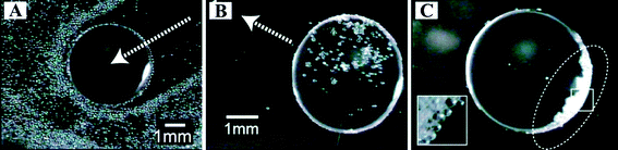 Transportation of glass beads by the droplet. (A) Hydrophilic glass beads were pushed by the oil droplet. The droplet moved from the upper right of the figure. A magnified image of the squared region is shown in the inset. Hydrophobic beads in the droplet (B) were carried with the motion of the oil droplet (C). The droplet shown in part C was moved for several millimetres in the direction shown by the arrow in part B.156