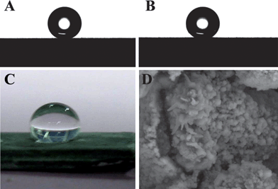 The water droplet (A) and oil droplet (B) shape on the CaLi-based BMG surface. (C) Photographic image of a water droplet on the BMG surface after exposure to air for three months. (D) SEM image of the CaLi-based BMG surface.92