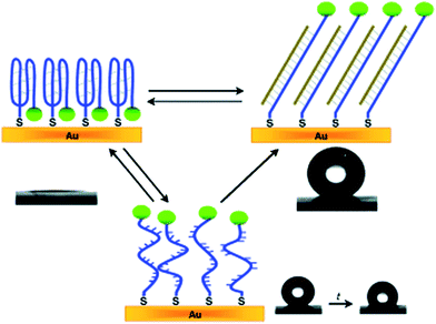 Enthalpy-driven three-state switching among stable superhydrophilic, metastable superhydrophobic, and stable superhydrophobic states.111