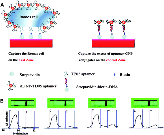 (A) Schematic illustration of detecting Ramos cells on an aptamer-conjugated gold nanoparticle strip biosensor. Ramos cells are captured on the test zone through specific aptamer-cell interaction, while excess aptamer-conjugated gold nanoparticles are captured on the control zone through aptamer-DNA hybridization. (B) Typical photo images (top) and corresponding responses (bottom) of aptamer-conjugated gold nanoparticle strip biosensor with samples containing different amounts of Ramos cells (target cells) and CLL cells (control cells). From left to right: 0 Ramos cells; 8*104CCL cells; 8*104 Ramos cells; 8*104CLL cells and 8*104 Ramos cells. C = Capture zone; T = Test zone. The large signal in the capture zone is due to excess aptamer-conjugated Au nanoparticles. Adapted from ref. 50.