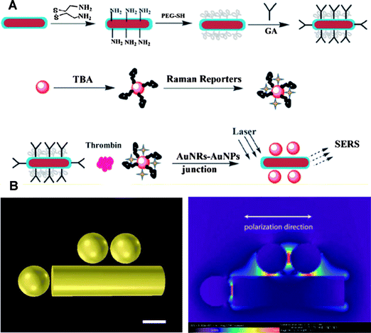(A) Schematic illustration of gold nanorod-gold nanoparticle junction construction for thrombin detection, GA represents glutaraldehyde and TBA represents thrombin binding aptamer. (B) Finite difference time domain (FDTD) simulation and junction enhancement at the excitation laser wavelength of 632.8 nm. Adapted from ref. 91.
