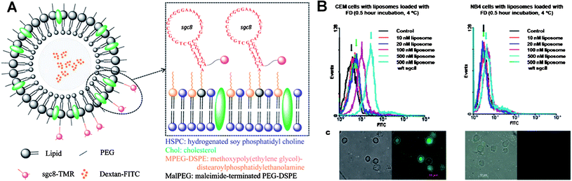 (A) Design scheme of multifunctional liposome nanostructure construction for targeted delivery. (B) Flow Cytometry histograms (top) and corresponding confocal microscopy images (bottom) of aptamer-conjugated liposome with target cells (left) and control cells (right). Adapted from ref. 110.