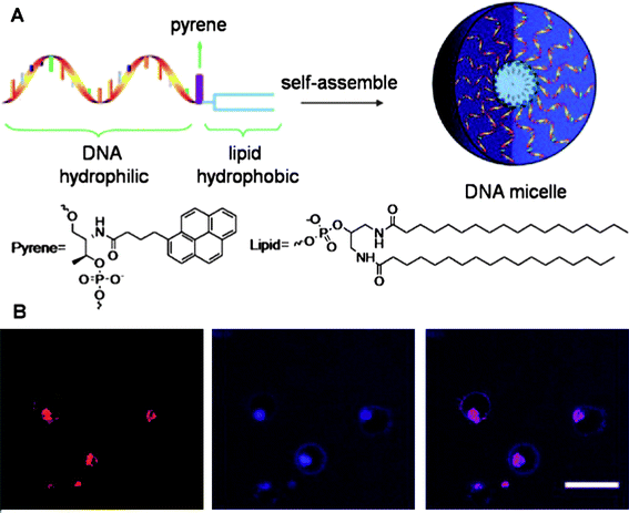 (A) Design scheme of DNA-micelle. (B) Localization and distribution of DNA-micelle inside CEM cells, from left to right: CEM cells treated with TAMRA-labeled DNA-micelles; CEM cells treated with Tf-Alexa 633; overlay of the first two channels. Adapted from ref. 114.