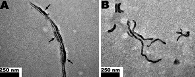 Different surface modifications greatly changed the way MWCNTs interacted with proteins in blood. The TEM photos show the difference in MWCNTs modified by taurine (A: tau-MWNTs) or by tween (B: tween-MWNTs) in mouse serum. The arrows in (A) indicate proteins were heavily absorbed on tau-MWNTs, while (B) those that were not absorbed on tween-MWNTs (ref. 98). This alteration in protein adsorption greatly changes the biological fate of MWCNTs in vivo.