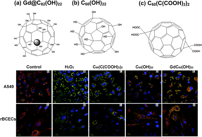 The differences in protective effects of mitochondria membrane in living cells by three different surface-modified fullerene nanomaterials C60(OH)22, and C60(C(COOH)2)2 and Gd@C82(OH)22. The images (lower panel) show potential and the integrity of mitochondria membrane of H2O2-induced A549 cells, and rBCECs cells (ref. 8).