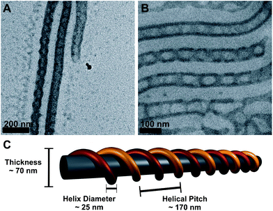 
            TEM micrograph of core-crosslinked and quaternized BVqT cylinders cast from THF : MeOH 80 : 20 solution (A); cryo-TEM image of the same sample (B); proposed solution structure highlighting important distances (C), the two strands of the P2VPq double helix are shown in yellow and red for easier visualization.