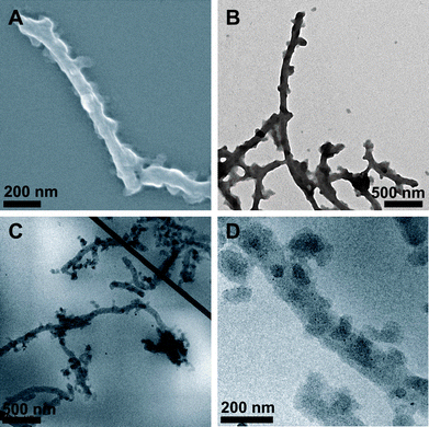 
            SEM (A) and TEM (B) images of BVqMANa particles deposited from aqueous solution at pH 10; cryo-TEM micrographs of BVqMANa cylinders in aqueous solution at pH 10 (C and D).