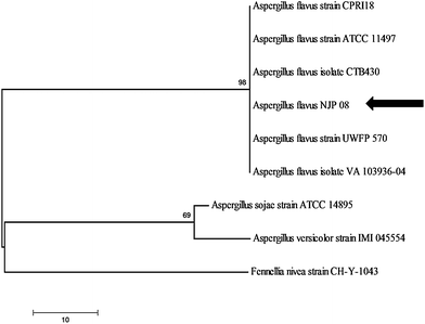 Phylogenetic tree showing genetic relationship between the isolate Aspergillus flavusNJP08 and other closely related reference microorganisms. Scale bar represents 10 nucleotide substitutions.