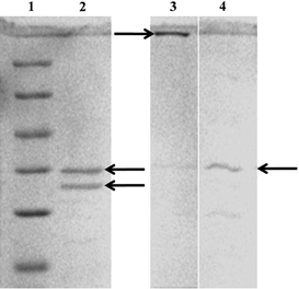 
            SDS-PAGE analysis of purified extracellular proteins secreted from Aspergillus flavusNJP08. Lane 1, molecular size marker (116.0 kDa β-galactosidase; 66.2 kDa, bovine serum albumin; 45 kDa, ovalbumin; 35 kDa, lactate dehydrogenase; 25 kDa, REase Bsp 98I; 18.4 kDa, β-lactoglobulin; 14.4 kDa, lysozyme). Lane 2, purified extracellular proteins. The arrows highlighted in Lane 2 indicate two intense bands of 35 and 32 kDa proteins. Protein profile bound to silver nanoparticles before (Lane 3) and after (Lane 4) boiling in 1% SDS solution.