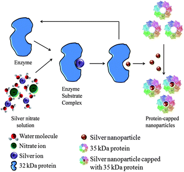 Mechanism showing the role of extracellular proteins in the synthesis of silver nanoparticles.