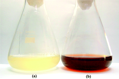 Erlenmeyer flask containing cell-free filtrate of Aspergillus flavusNJP08 without (a) and with (b) silver nitrate solution (1 mM) after 72 h of reaction.