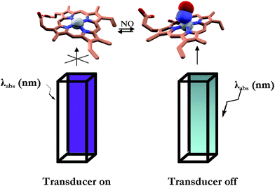 Schematic representation of the sensing methodology. Left: dye-labeled cuvette filled with CcP–NO free; right: dye-labeled cuvette filled with CcP–NO bound. See Materials and methods section for the experimental details.