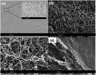 
          SEM images of RADA16 scaffolds at concentrations of (a and d) 1%, (b) 0.5% and (c) 0.1%. Inset (a) High magnification SEM image showing the 10–15 nm fibers. (d) Lateral view showing 3D assembly for 1% concentration.