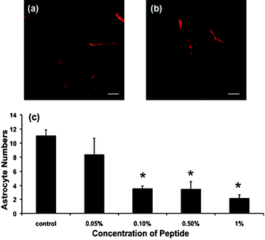 Representative confocal images of astrocytes cultured on (a) no SAPNS and (b) 0.05% SAPNS and immunohistochemically stained for GFAP, magnification = 40×, scale 30 µm (b). (c) Mean ± SEM astrocyte numbers per 10× field of view for different concentrations of SAPNS. Values significantly different from control are indicated * (p ≤ 0.05).