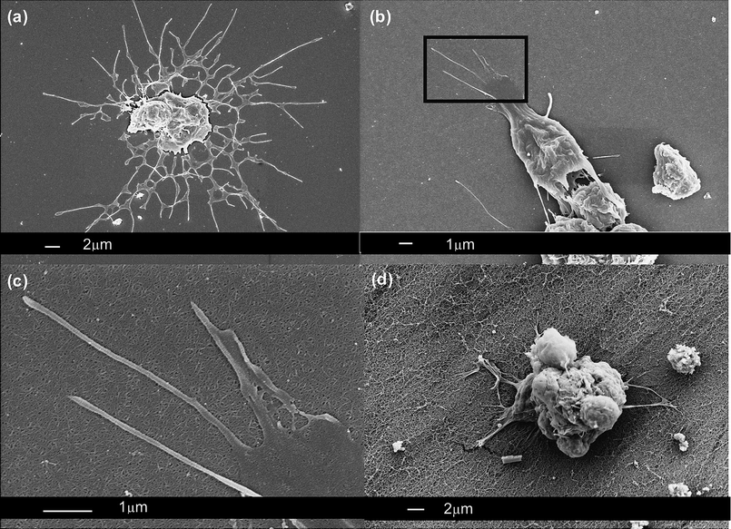Representative SEM images of mixed retinal cells cultured on (a) no SAPNS, (b and c) 0.5% SAPNS and (d) 1% SAPNS. (c) High magnification SEM of inset in (b) showing cellular processes spreading across the surface of the SAPNS.