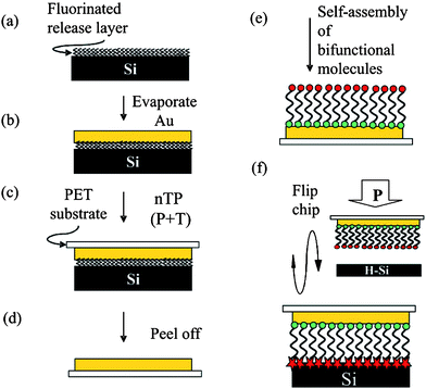 Schematic of flip-chip lamination process to form metal–molecule–silicon molecular junctions preserving the integrity of the molecules. Evaporated gold (b) is lifted off of a fluorinated release layer (a) onto a PET substrate by using nanotransfer printing (nTP) (c) to reveal the ultra-smooth Au underside (d). Bifunctional molecules are self-assembled onto ultra smooth gold forming a dense monolayer with the functional group exposed (e). Finally, the two electrodes are laminated together with nTP causing bonding between the exposed functional group and H–Si(111) (f). Reprinted with permission from ref. 56. Copyright 2009 American Chemical Society.